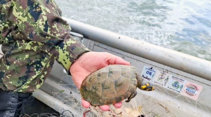 Fiscalização do Naturatins no Bico do Papagaio resulta na apreensão de redes de pesca e resgate de quelônios