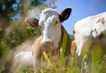 Vaca