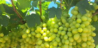 João Dimas Garcia Maia - A BRS 54 Lumiar busca resolver gargalos da produção de uvas de mesa - a alta demanda de mão de obra para realizar o manejo de cachos e as poucas opções de cultivares brancas sem sementes