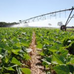 Novo mapa mostra onde há maior potencial para agricultura no Brasil Sebastião Araújo - Feijão em plantio direto