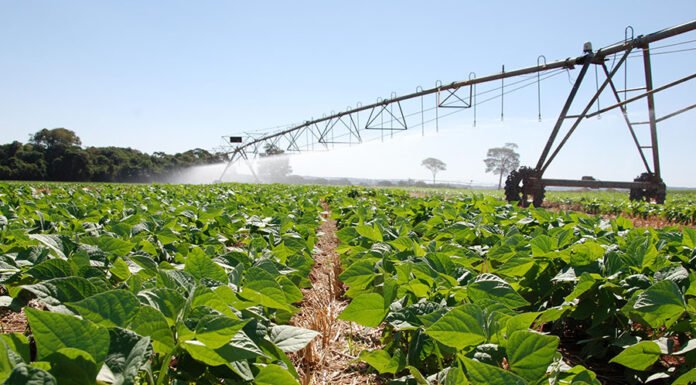 Sebastião Araújo - Feijão em plantio direto
