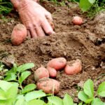 Paulo Lanzetta - O Zarc da batata leva em conta a realidade do sistema de produção