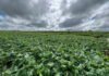 Cristiane Vasconcelos - Ao tropicalizar a canola, a cultura é adaptada às condições impostas pelas mudanças climáticas, resultando em materiais mais tolerantes às altas temperaturas e ao déficit hídrico