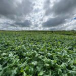 Cristiane Vasconcelos - Ao tropicalizar a canola, a cultura é adaptada às condições impostas pelas mudanças climáticas, resultando em materiais mais tolerantes às altas temperaturas e ao déficit hídrico