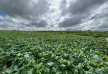 Cristiane Vasconcelos - Ao tropicalizar a canola, a cultura é adaptada às condições impostas pelas mudanças climáticas, resultando em materiais mais tolerantes às altas temperaturas e ao déficit hídrico