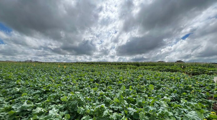 Cristiane Vasconcelos - Ao tropicalizar a canola, a cultura é adaptada às condições impostas pelas mudanças climáticas, resultando em materiais mais tolerantes às altas temperaturas e ao déficit hídrico
