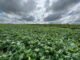 Cristiane Vasconcelos - Ao tropicalizar a canola, a cultura é adaptada às condições impostas pelas mudanças climáticas, resultando em materiais mais tolerantes às altas temperaturas e ao déficit hídrico