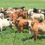 ferramenta genômica raças bovinos bois