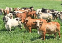 ferramenta genômica raças bovinos bois