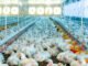 Tocantins descarta presença do vírus de alta patogenicidade da gripe aviária e tranquiliza a população para o consumo de carne e ovos