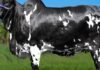 Vaca Ibiza FIV Surreal bate recorde no Nelore Pelagens com R$ 15,2 milhões
