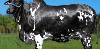 Vaca Ibiza FIV Surreal bate recorde no Nelore Pelagens com R$ 15,2 milhões