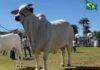 vaca nelore Carina - campeã ExpoZebu