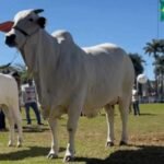 Vaca nelore de R$ 24 milhões é a primeira tetracampeã da ExpoZebu vaca nelore Carina - campeã ExpoZebu