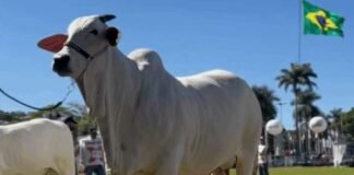 vaca nelore Carina - campeã ExpoZebu