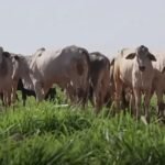 integração lavoura-pecuária , Fazenda Conforto