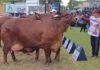 Grande campeã da Raça Sindi na Expozebu 2024
