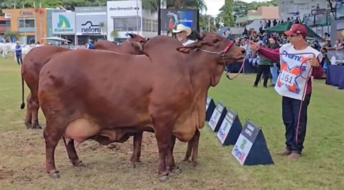Grande campeã da Raça Sindi na Expozebu 2024