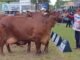 Grande campeã da Raça Sindi na Expozebu 2024