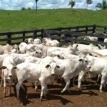 inseminação artificial bovinos