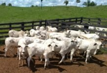 inseminação artificial bovinos