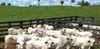 inseminação artificial bovinos