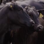 Agro Penido transforma pecuária em exemplo de carne premium com carbono positivo Detalhe da produção de gado na fazenda Água Viva. Foto: Reprodução/Planeta Campo