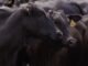 Agro Penido transforma pecuária em exemplo de carne premium com carbono positivo Detalhe da produção de gado na fazenda Água Viva. Foto: Reprodução/Planeta Campo