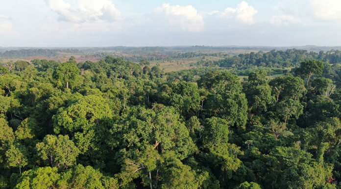 Vinícius Braga - Pesquisadores ligados ao Capoeira analisarão dados de mais de 100 sítios de estudo em diferentes estados da Amazônia Legal. As áreas correspondem a iniciativas de restauração