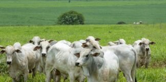 pecuária bovina, boi gordo, Nigéria