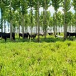 O uso da teca em sistemas ILPF foi descrito e detalhado em um capítulo do livro Teca (Tectona grandis) no Brasil. Foto: Maurel Behling/Embrapa Agrossilvipastoril