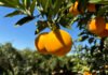 Eduardo Girardi - As novas variedades de laranjeira-doce combinam precocidade e alta qualidade de suco. Na foto, a laranja Majorca