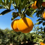 Eduardo Girardi - As novas variedades de laranjeira-doce combinam precocidade e alta qualidade de suco. Na foto, a laranja Majorca