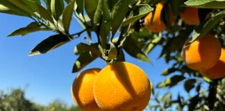 Eduardo Girardi - As novas variedades de laranjeira-doce combinam precocidade e alta qualidade de suco. Na foto, a laranja Majorca