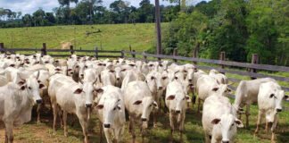 Vítor Macedo - O estudo revelou que 75,4% das propriedades apresentam pastagem com boa qualidade