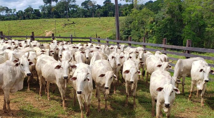 Vítor Macedo - O estudo revelou que 75,4% das propriedades apresentam pastagem com boa qualidade