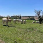 Estudo revela caminhos para aumentar a produtividade da pecuária sem abrir novas áreas Gisele Rosso - O estudo reforça a importância de aprimorar os sistemas produtivos existentes em vez de converter novas terras para pecuária