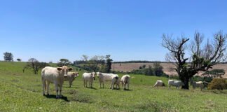 Gisele Rosso - O estudo reforça a importância de aprimorar os sistemas produtivos existentes em vez de converter novas terras para pecuária