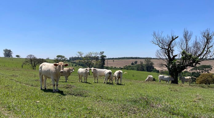 Estudo revela caminhos para aumentar a produtividade da pecuária sem abrir novas áreas Gisele Rosso - O estudo reforça a importância de aprimorar os sistemas produtivos existentes em vez de converter novas terras para pecuária