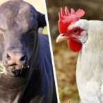 boi ao lado de frango