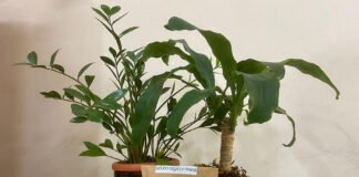 Fernando Gregio - O fertilizante é adequado a quem cultiva plantas em vasos ou em pequenos jardins