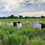 Governo do Tocantins apresenta a pecuaristas sistemas de tecnologias aplicadas na produção bovina na Rota da Pecuária