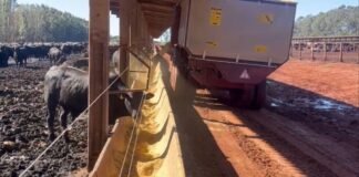 Bovinos com sangue Angus em confinamento na Agropecuária Maragogipe. Foto: Reprodução/Agropecuária Maragogipe