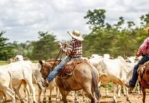 Peões guiando o rebanho bovino em área de pasto. Foto: Canva