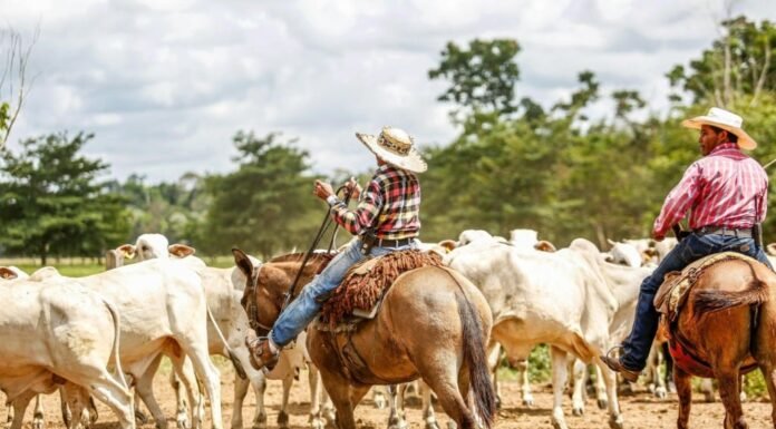Quanto custa produzir uma arroba no pasto? Veja como calcular Peões guiando o rebanho bovino em área de pasto. Foto: Canva
