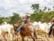 Peões guiando o rebanho bovino em área de pasto. Foto: Canva