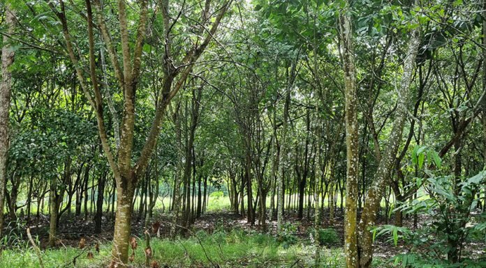 Reflorestamento com mudas cobre solo acima da meta em MT, mas diversidade ainda é baixa Gabriel Faria - Reflorestamento com plantio de mudas atingiu elevado percentual de cobertura de copa