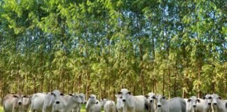 Integração-Lavoura-Pecuária-Floresta (iLPF)