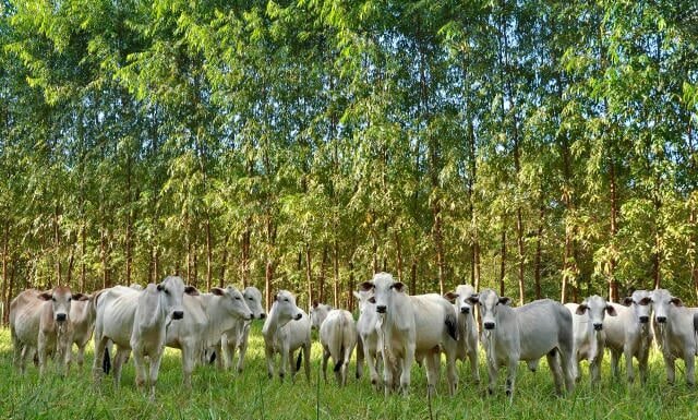 Integração-Lavoura-Pecuária-Floresta (iLPF)