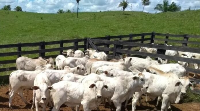 com procura elevada em junho preços se sustentam inseminação artificial bovinos